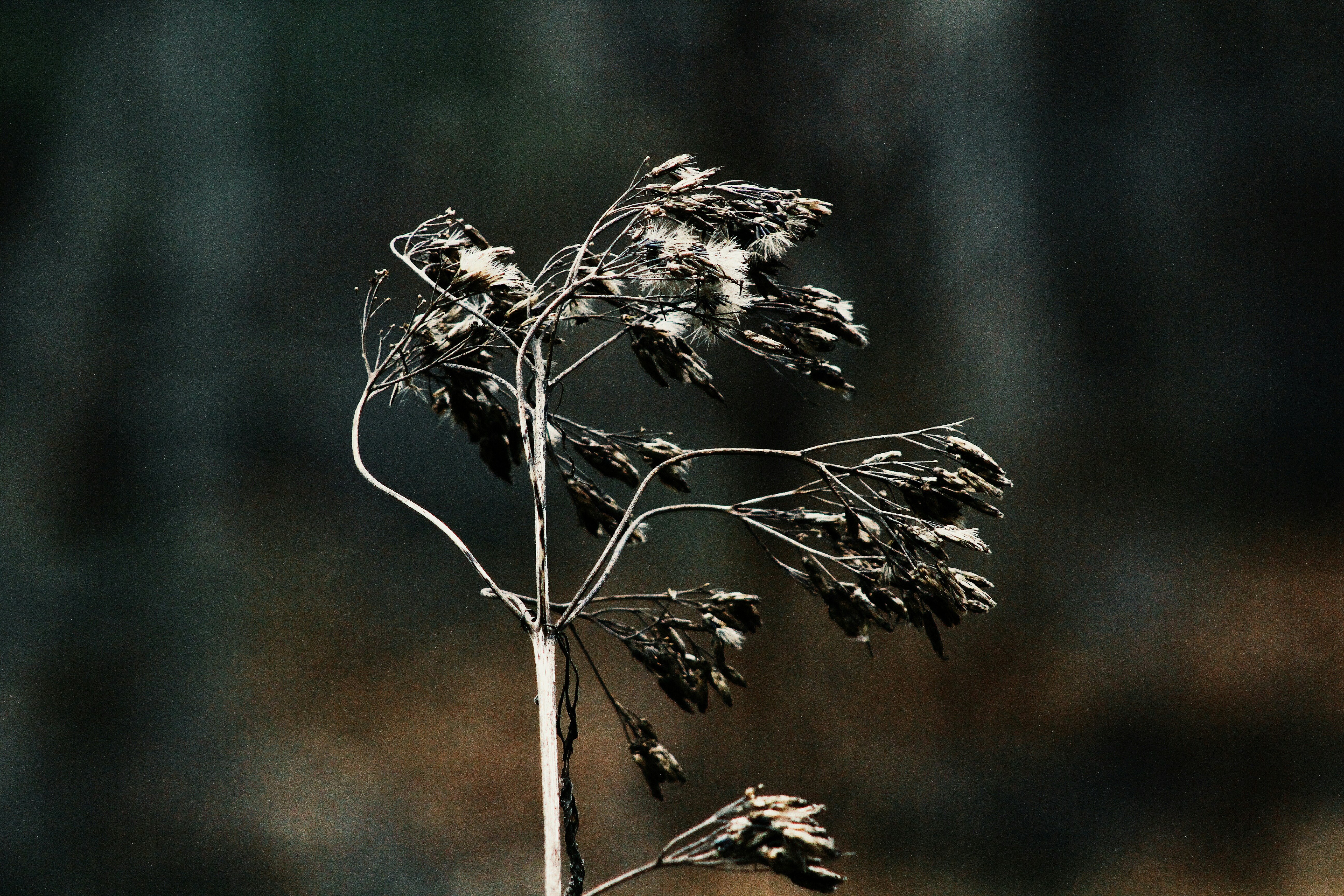 Albero seccato.